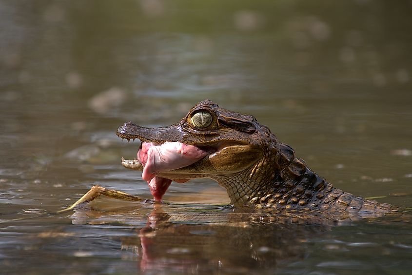 A juvenile spectacled caiman eating meat