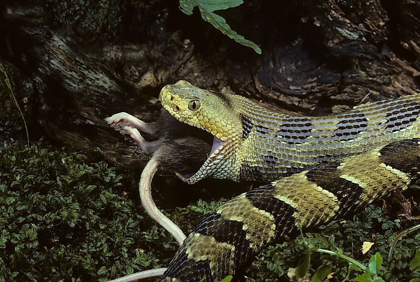 A Timber rattlesnake swallowing a rat