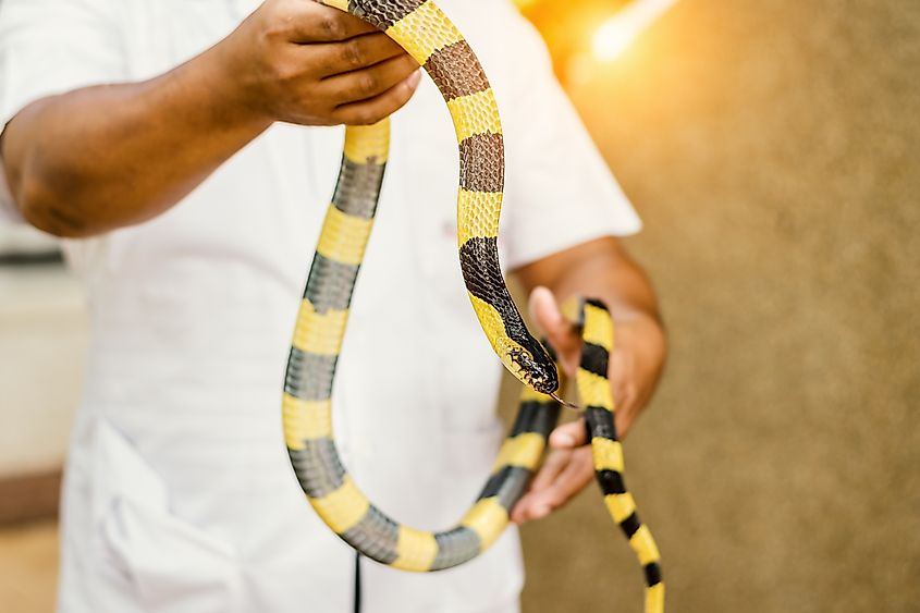 Handlers demonstrating safe capture technique on a banded krait.