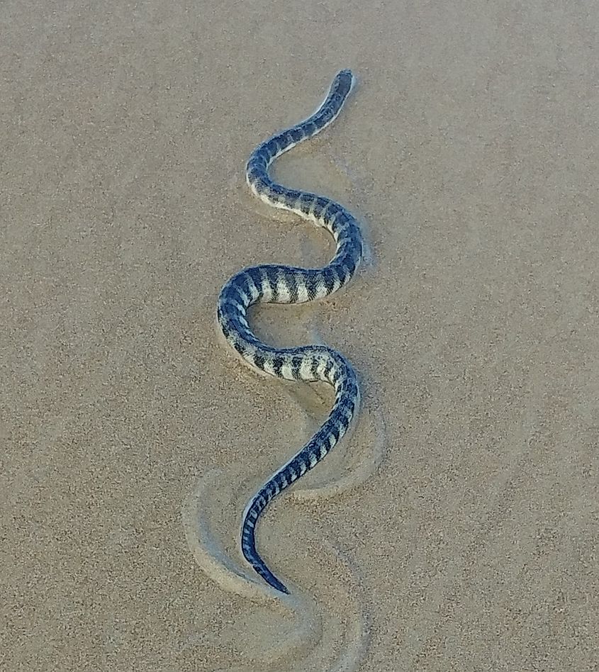 The beaked sea snake in Arossim Beach, Goa.