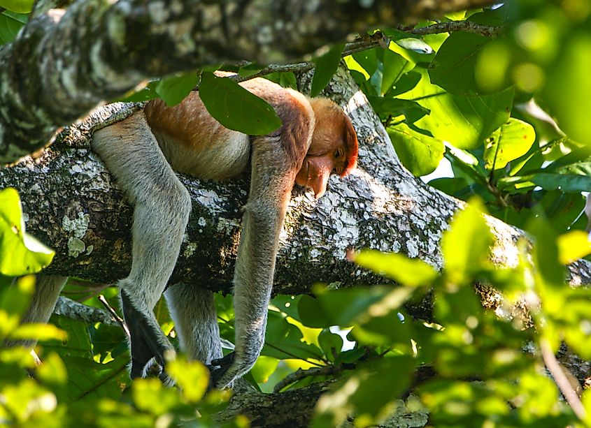 A proboscis monkey (Nasalis larvatus)