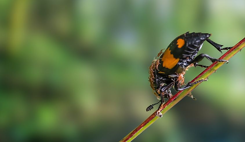 An American burying beetle (Nicrophorus americanus)