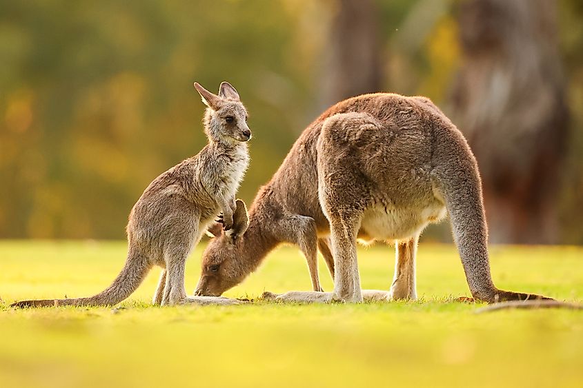 A kangaroo mid-hop in the Australian outback.