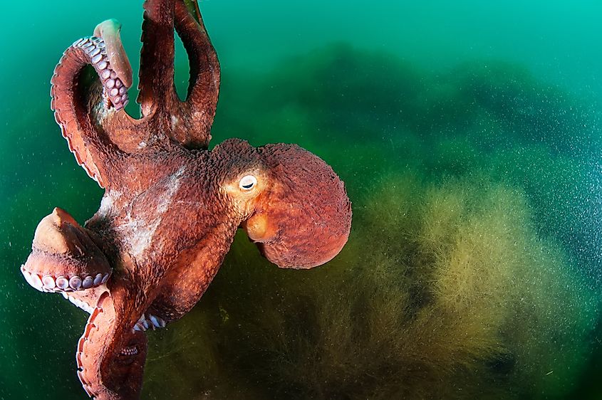 An octopus on the sea floor.