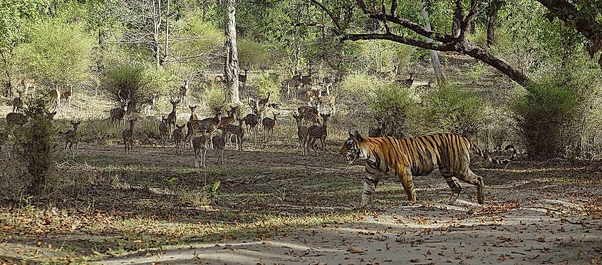A tiger walking past a herd of alert spotted deer in a forest clearing