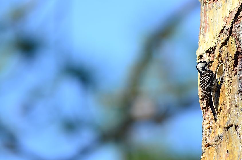 A red-cockaded woodpecker (Leuconotopicus borealis)