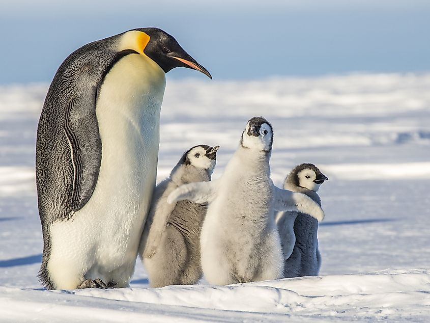 A penguin standing on ice.