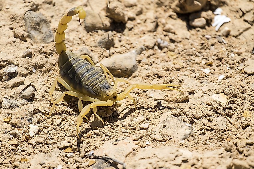 Deathstalker scorpion in the Sahara. Image credit: McGraw/Shutterstock.com