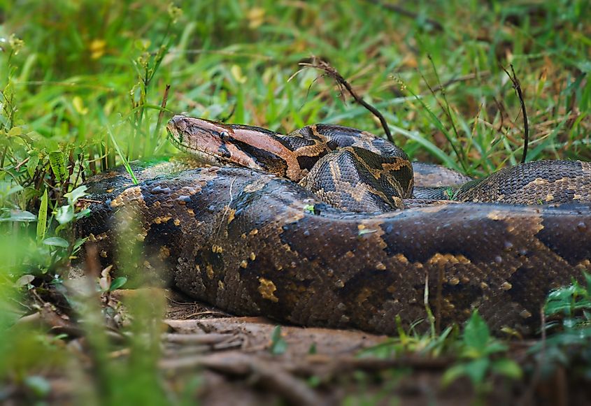 An Indian python (Python molurus)