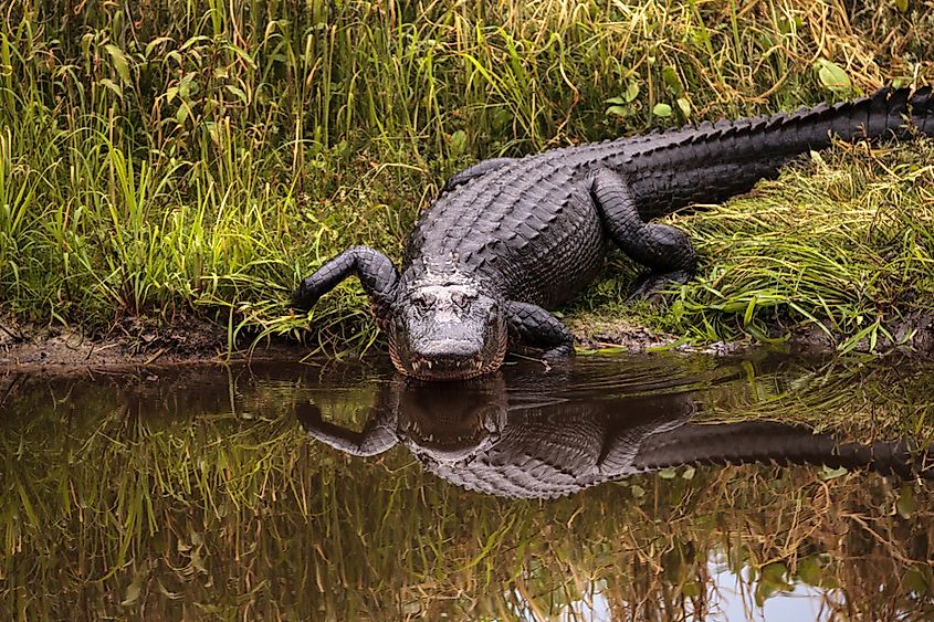 An American alligator in Florida
