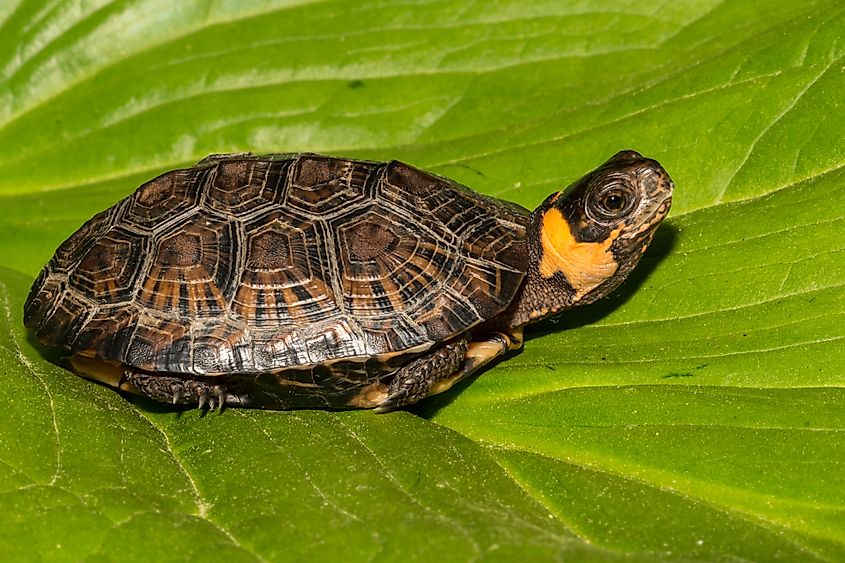 A bog turtle (Glyptemys muhlenbergii)