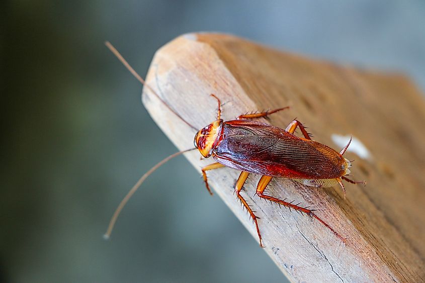 A cockroach on wood