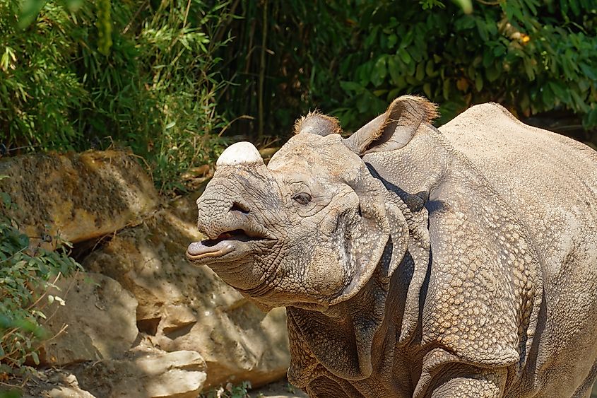 A Javan rhino (Rhinoceros sondaicus)