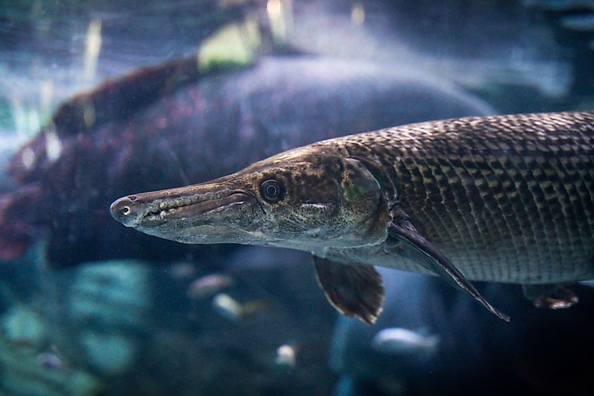 An alligator gar (Atractosteus spatula)