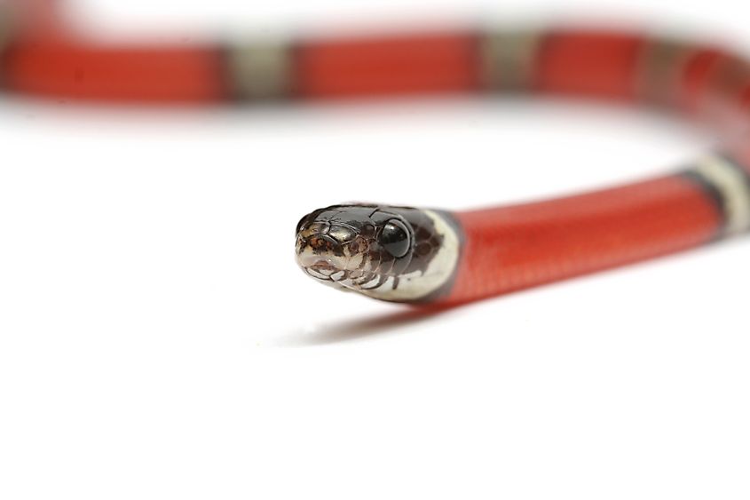 A young Sinaloan milk snake. Via Shutterstock / Gicol.