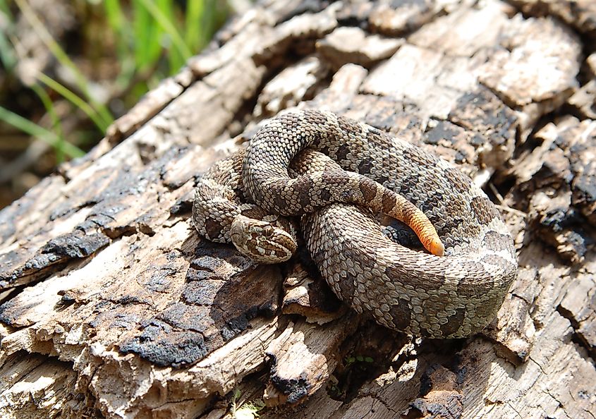 An Eastern Massasauga Rattlesnake