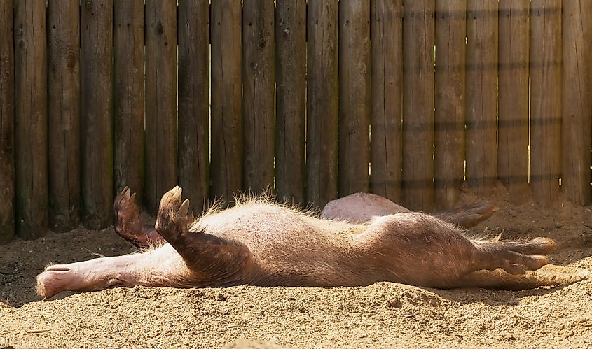An aardvark (Orycteropus afer)