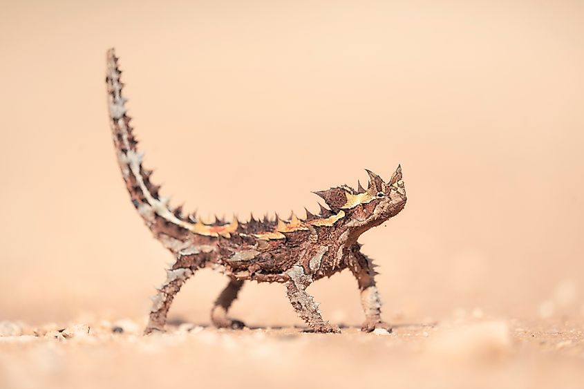 A thorny devil lizard in the Australian outback.