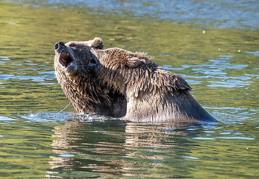 Kodiak bears in a stream of water