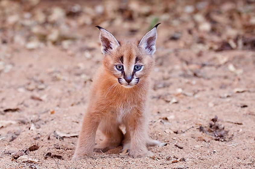 A baby caracal