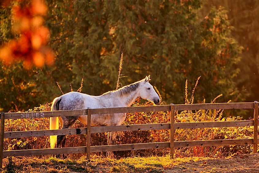 A horse