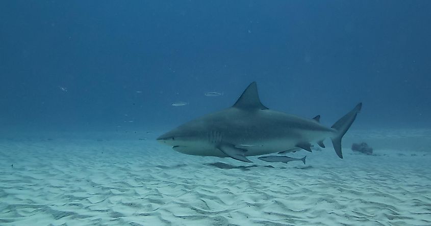 A pregnant female bull shark swimming in calm water.