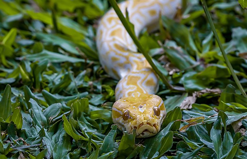 A Burmese python (Python bivittatus)