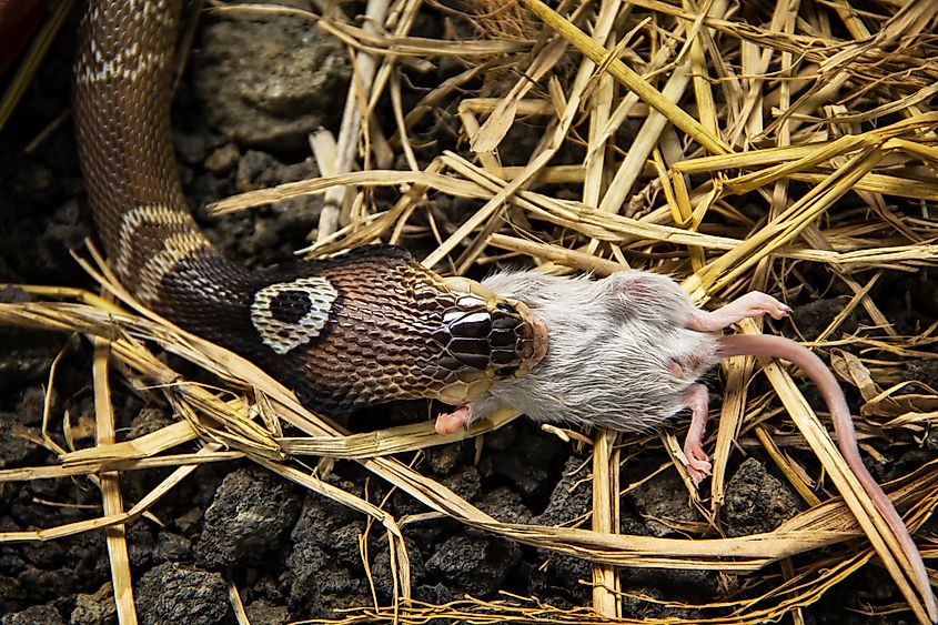 A monocled cobra swallowing a rat