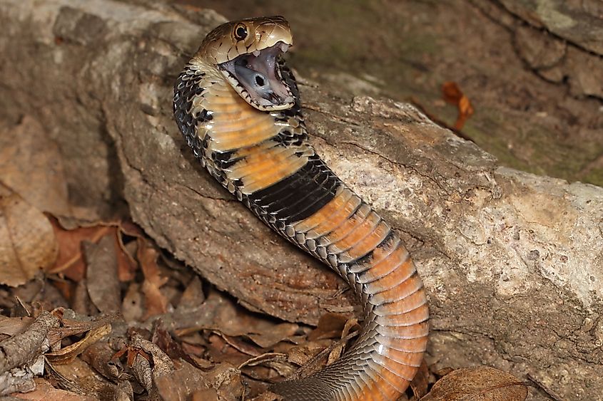 A Mozambique Spitting Cobra