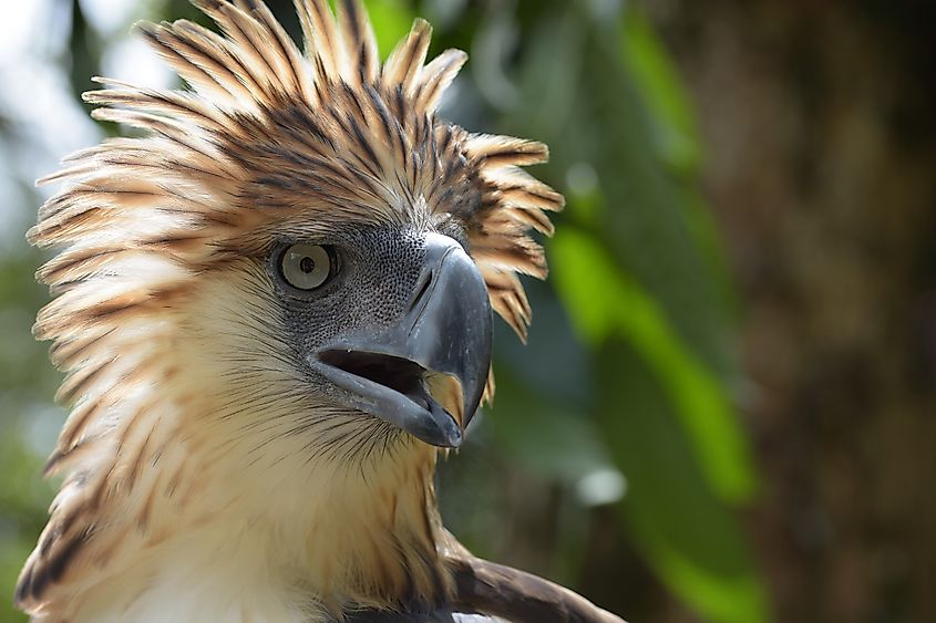 A Philippine eagle (Pithecophaga jefferyi)