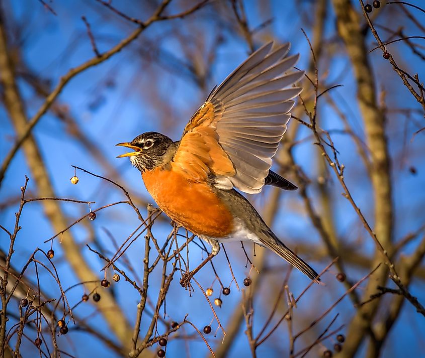 An American robin feeding on berries.