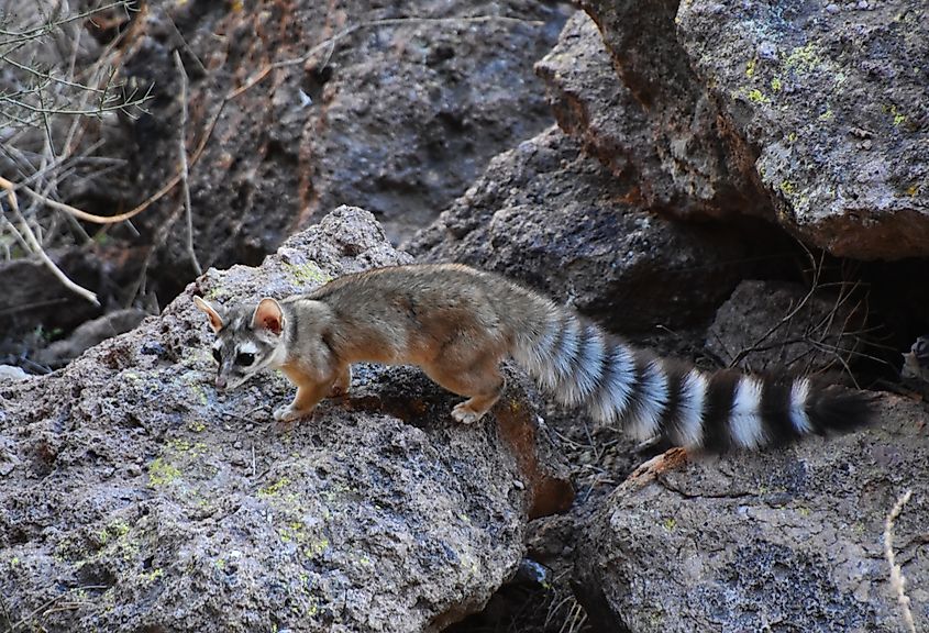 A ringtail (Bassariscus astutus)