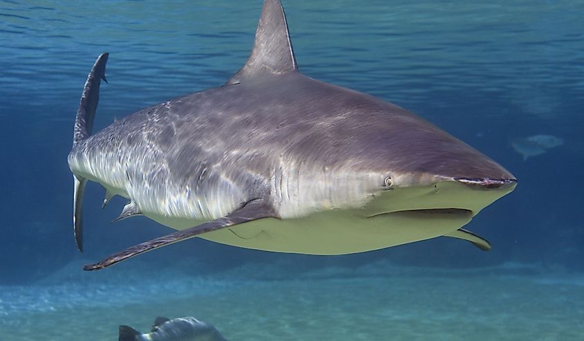 A bull shark approaching the camera at close range.