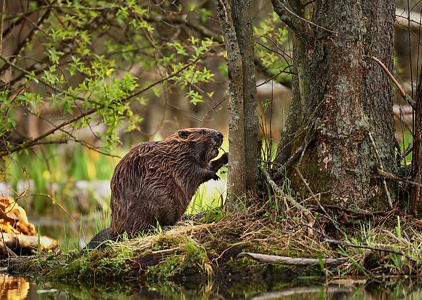 Beavers keep to permanent water sources such as slow rivers, marshes, and small lakes.