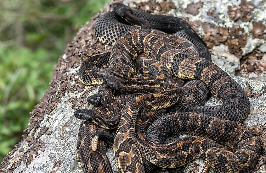 A Timber rattlesnake birthing rookery