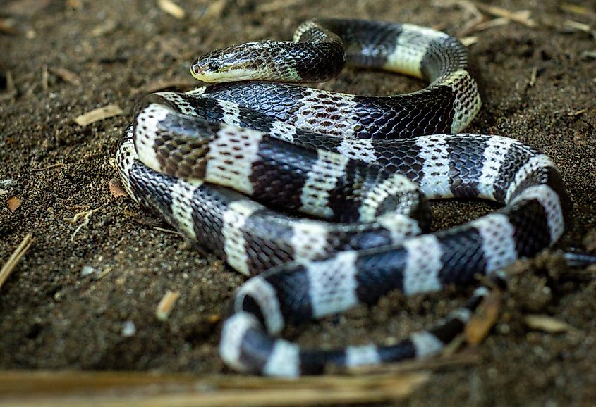 A Malayan blue krait (Bungarus candidus) 