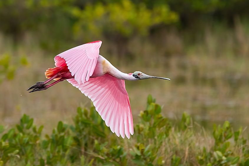 A roseate spoonbill (Platalea ajaja)