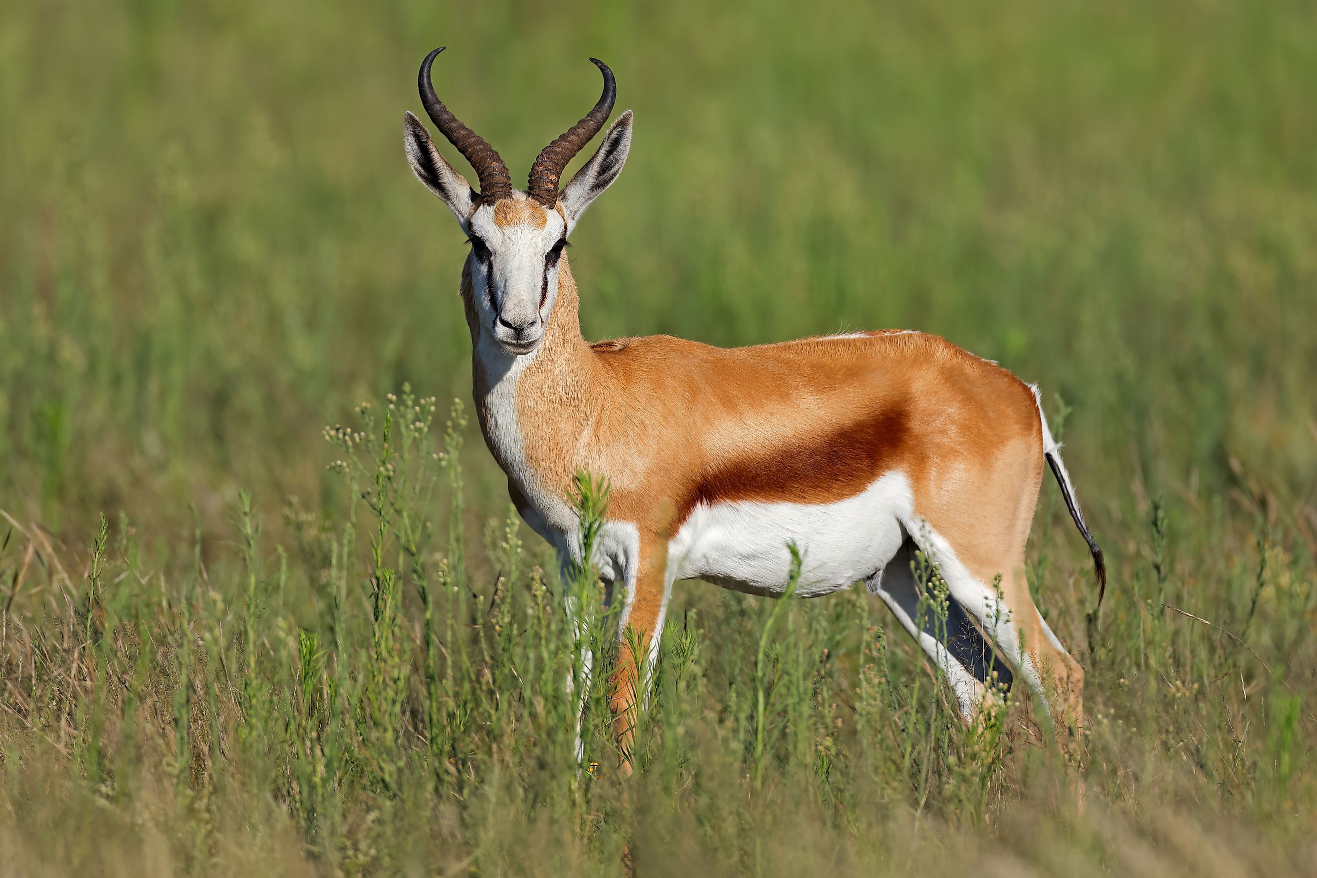 A springbok (Antidorcas marsupialis)