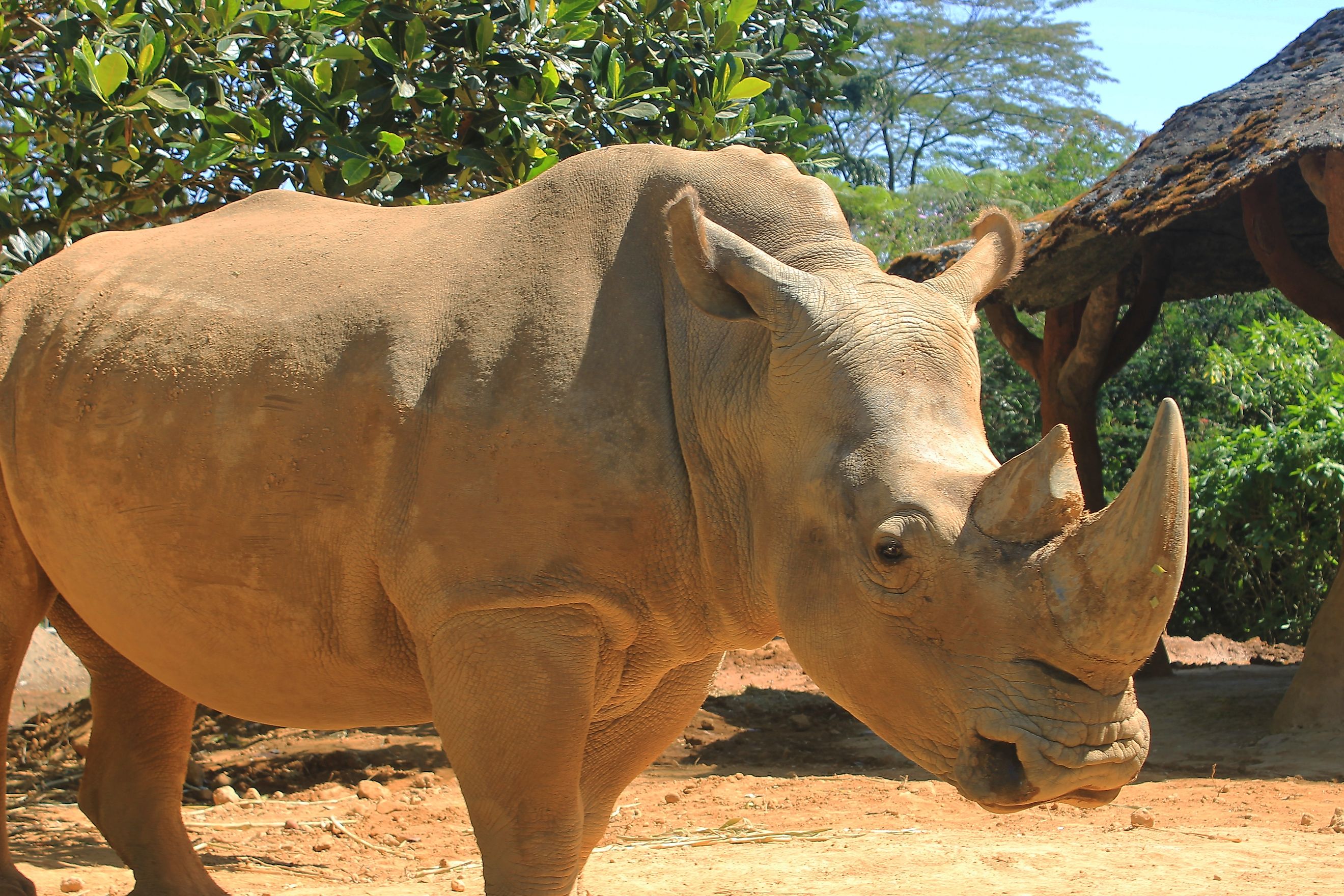 A Sumatran rhino (Dicerorhinus sumatrensis)