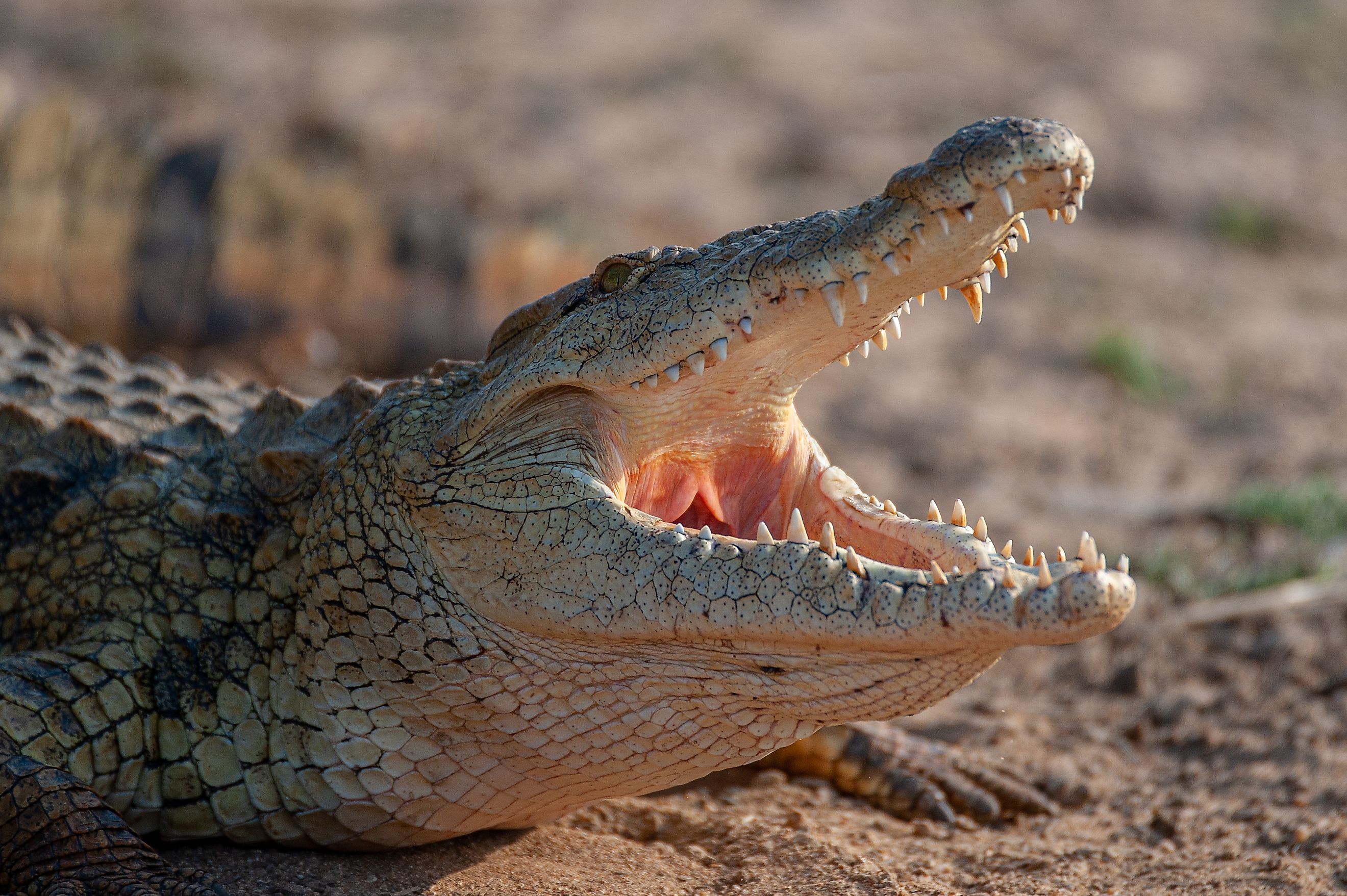 Nile Crocodile - Crocodylus niloticus. 