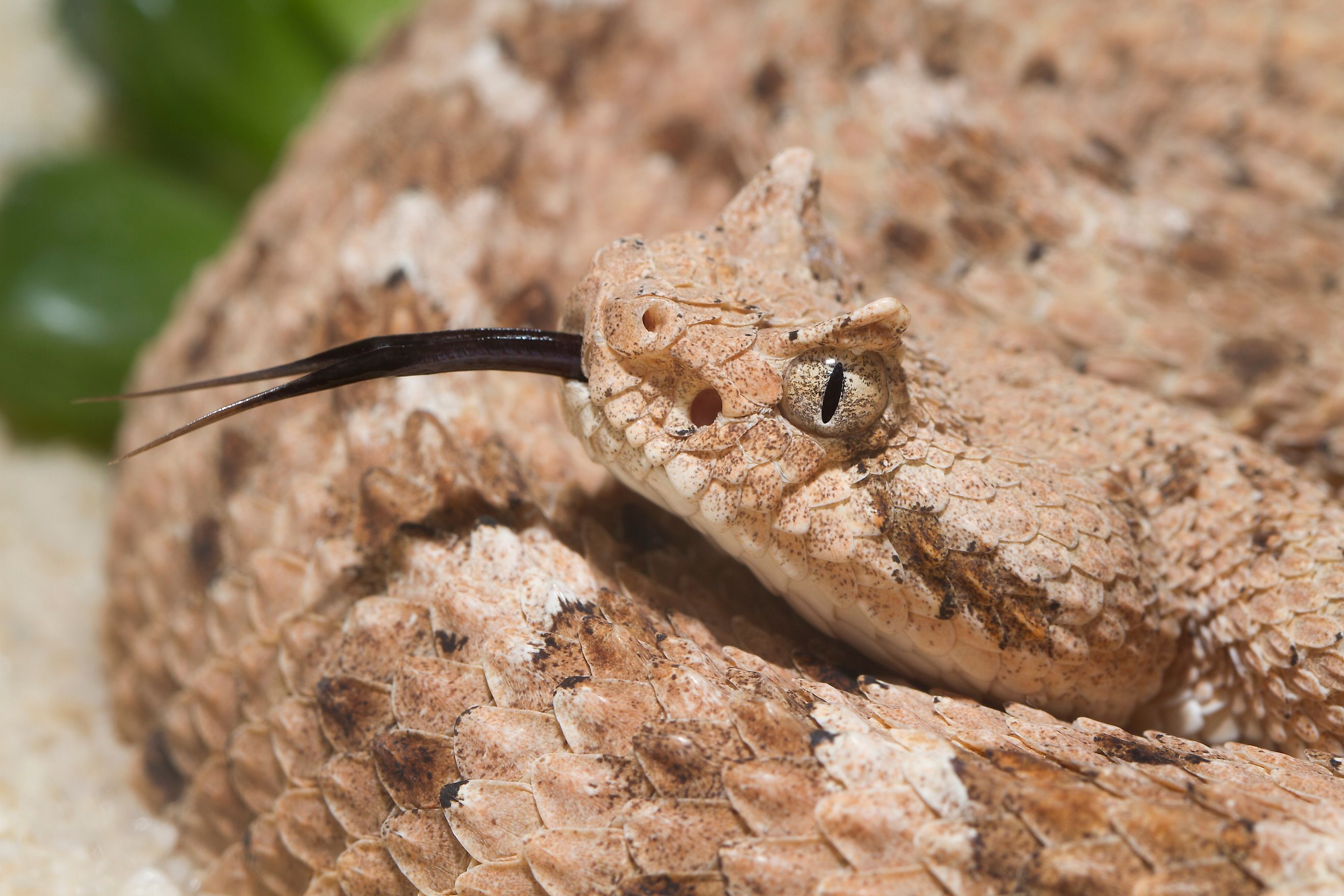 Venomous Sidewinder Rattlesnake (Crotalus cerastes) with forked tongue Credit: Mark_Kostich via Shutterstock