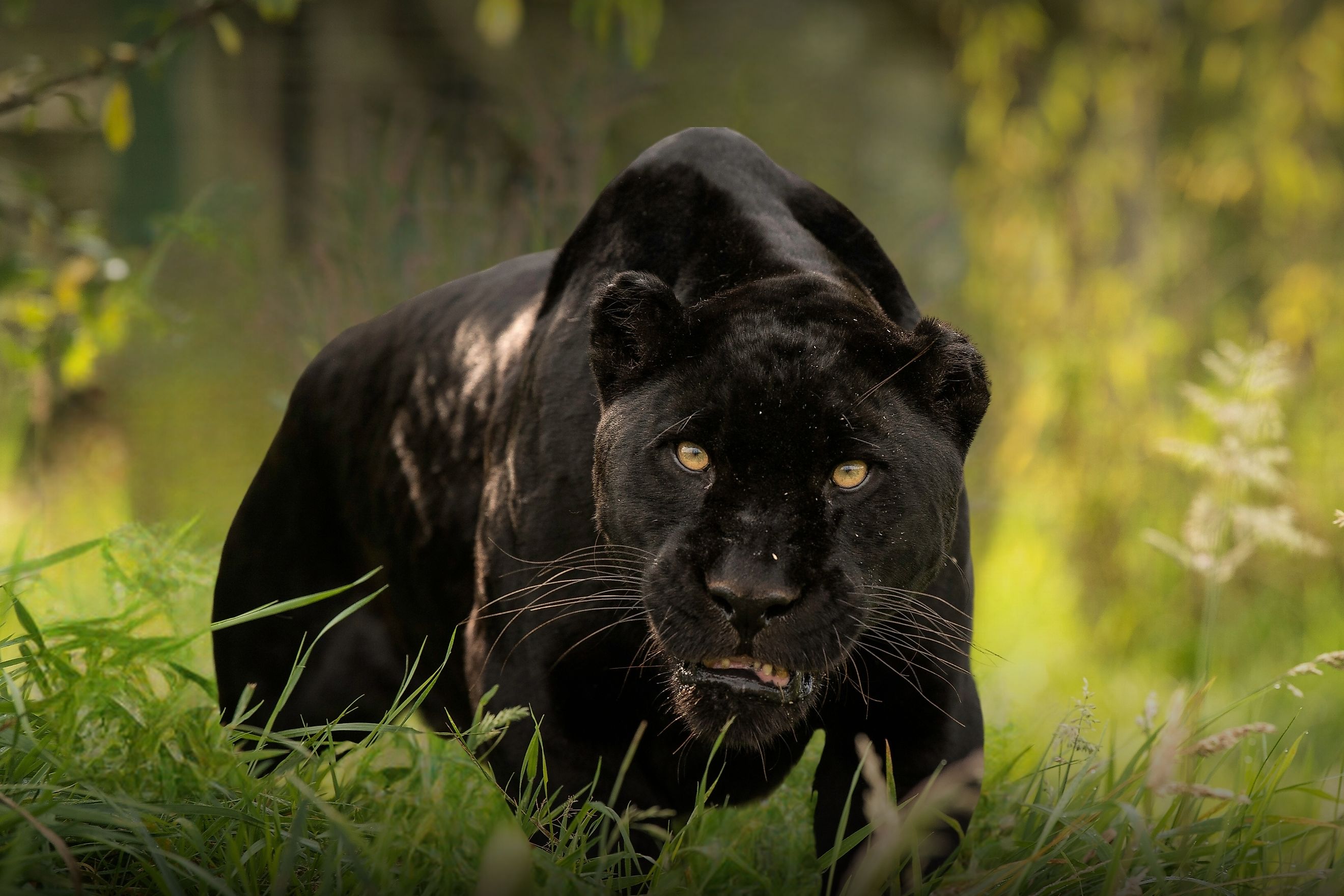 A Black panther. 