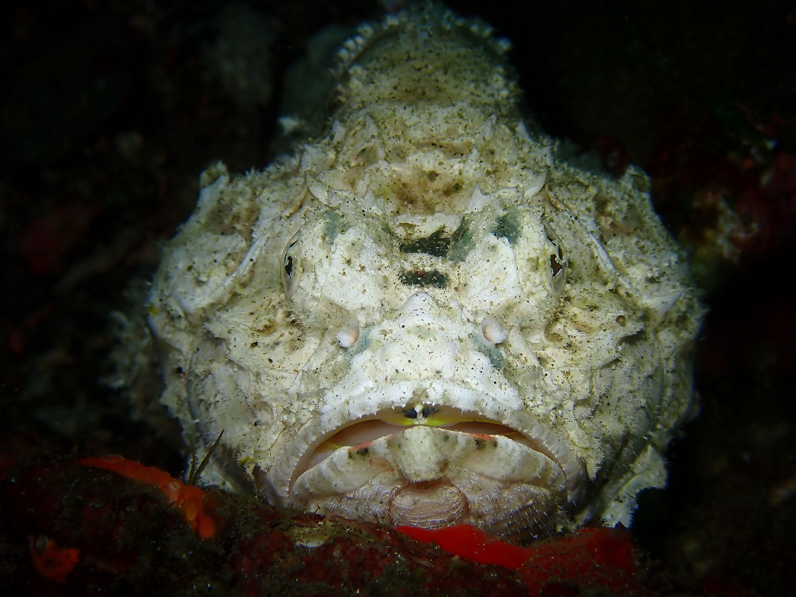 A devil scorpionfish (Scorpaenopsis diabolus)