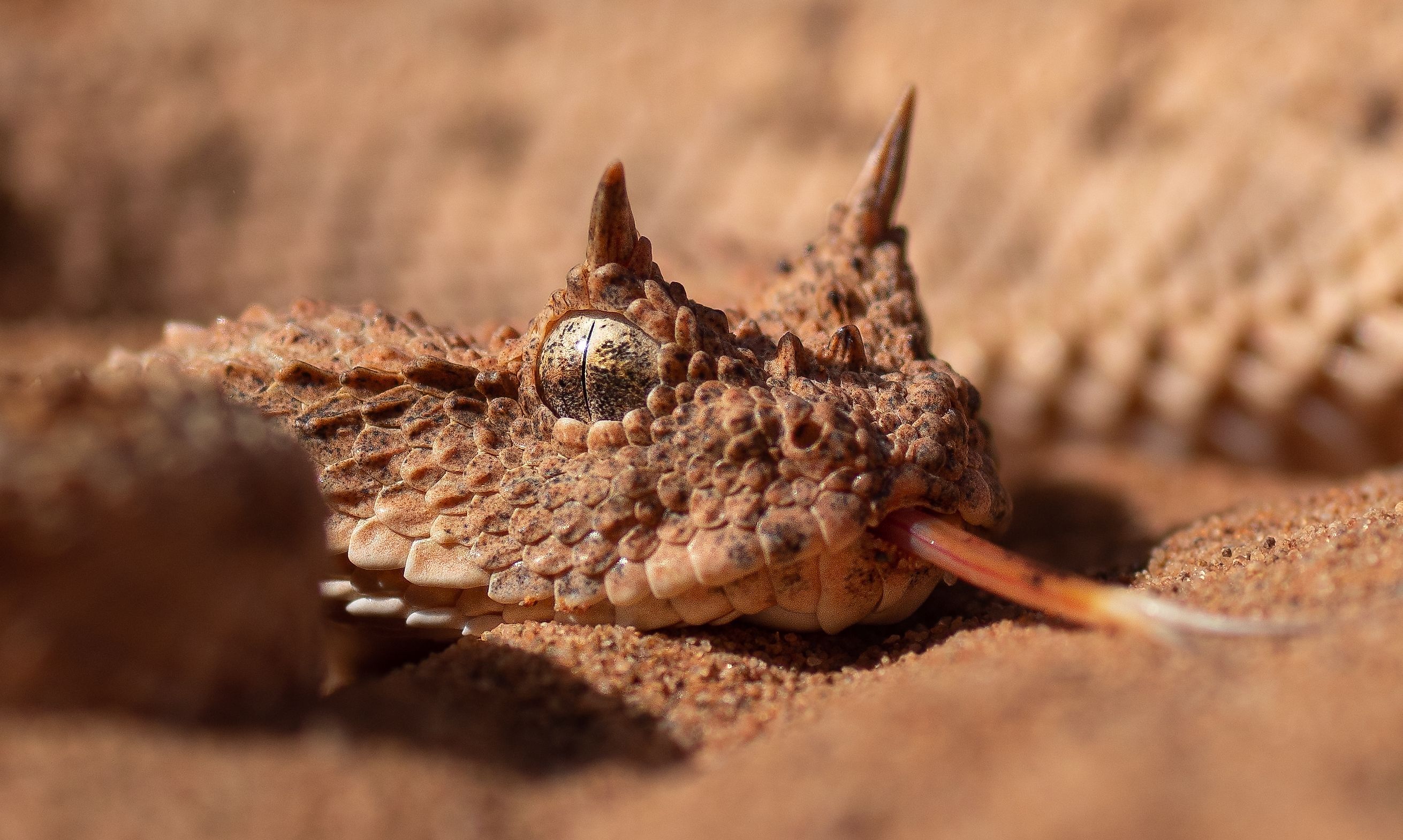 A closeup of Sahara horned viper in Morocco.