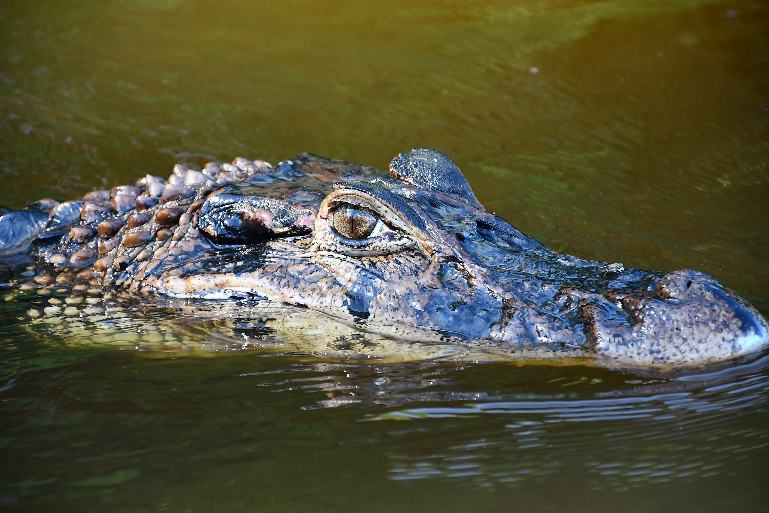 Black caiman (Melanosuchus niger)