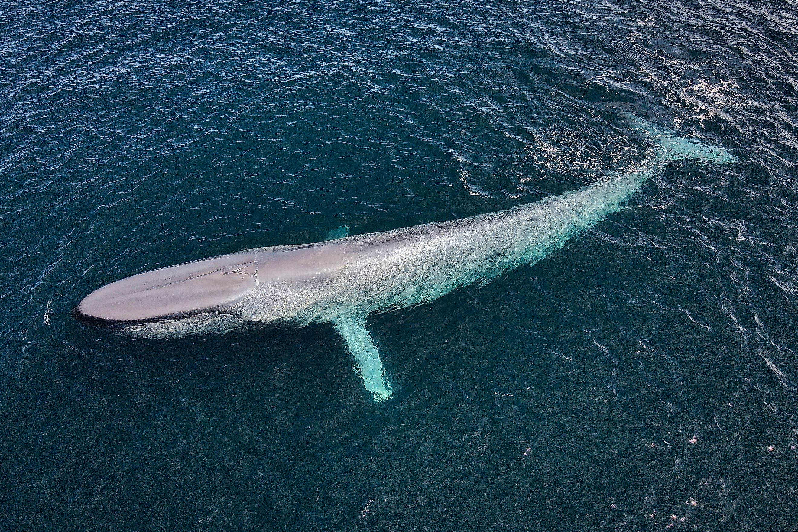 A blue whale (Balaenoptera musculus)