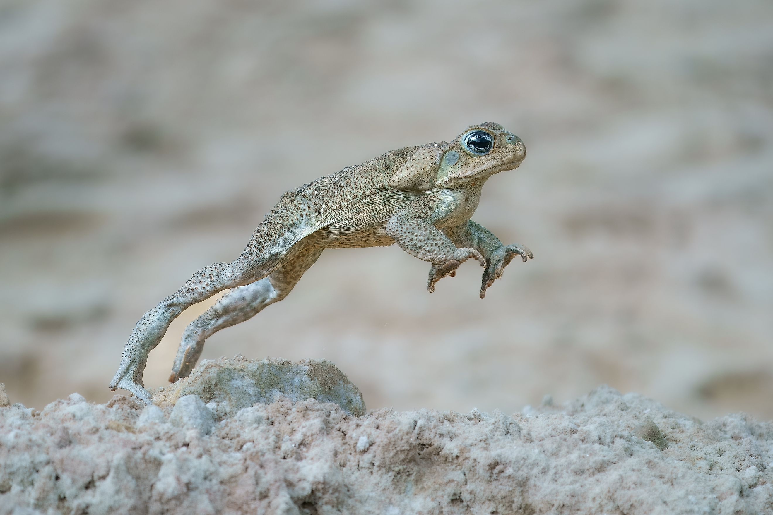 A cane toad (Rhinella marina)