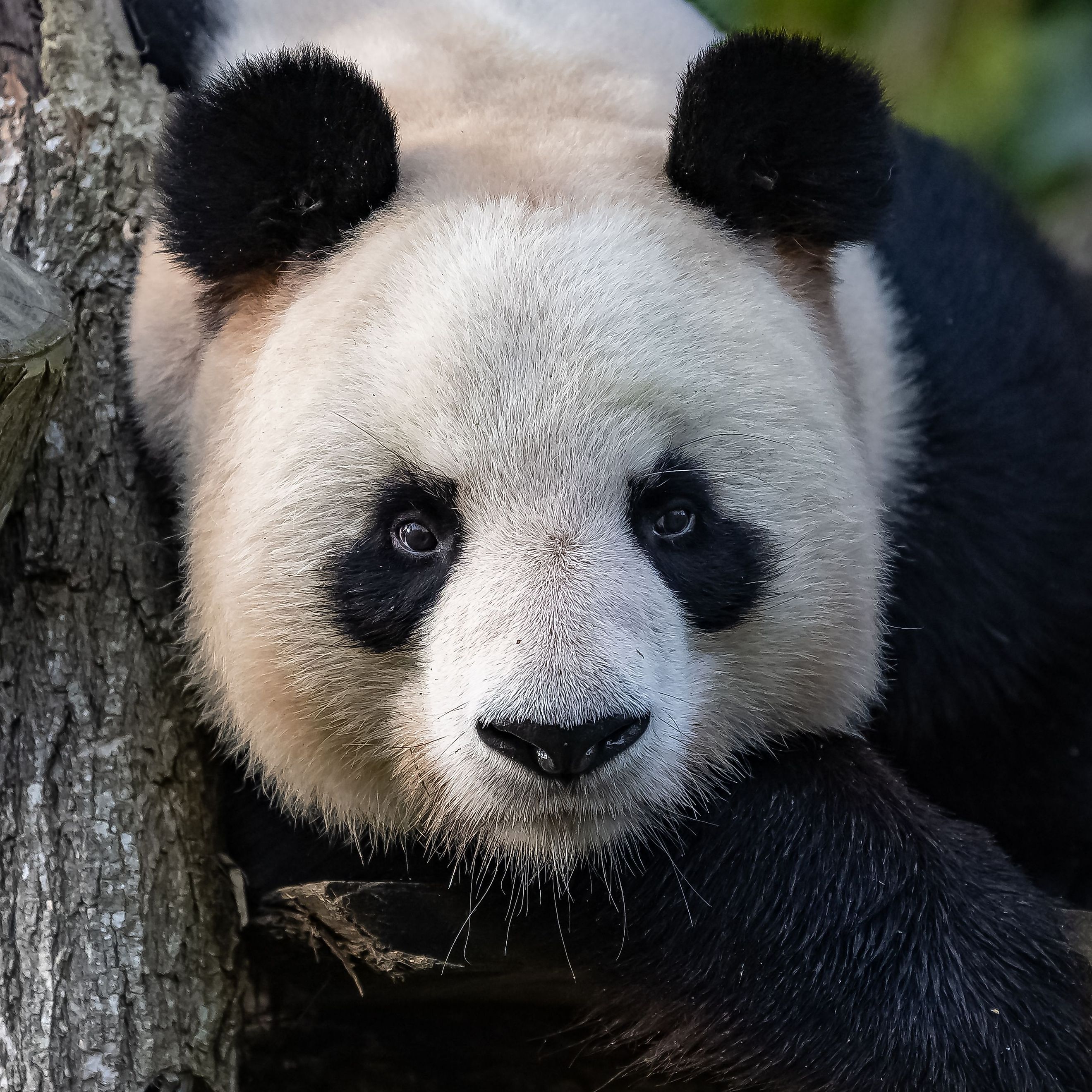 A giant panda