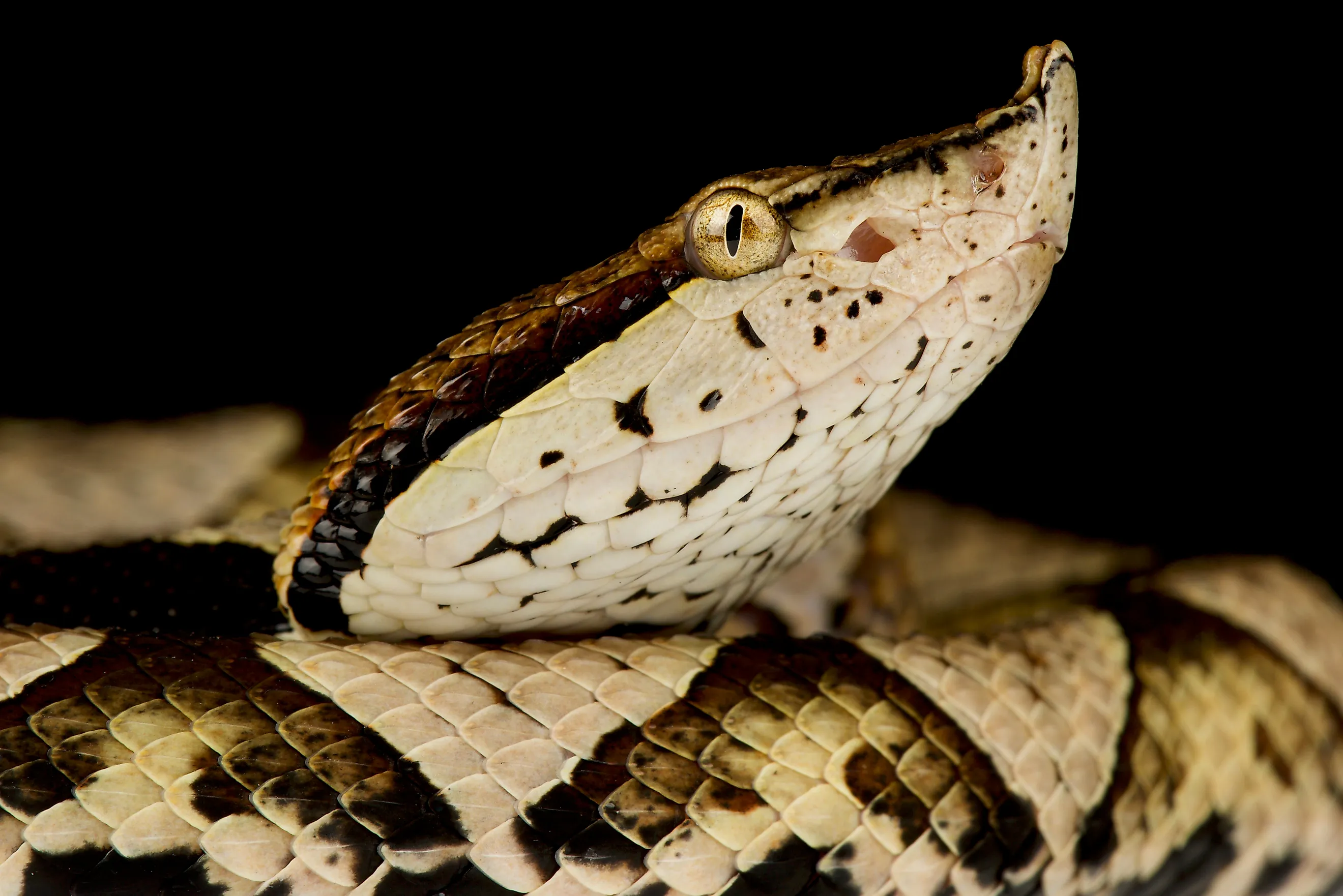 A sharp-nosed viper (Deinagkistrodon acutus)