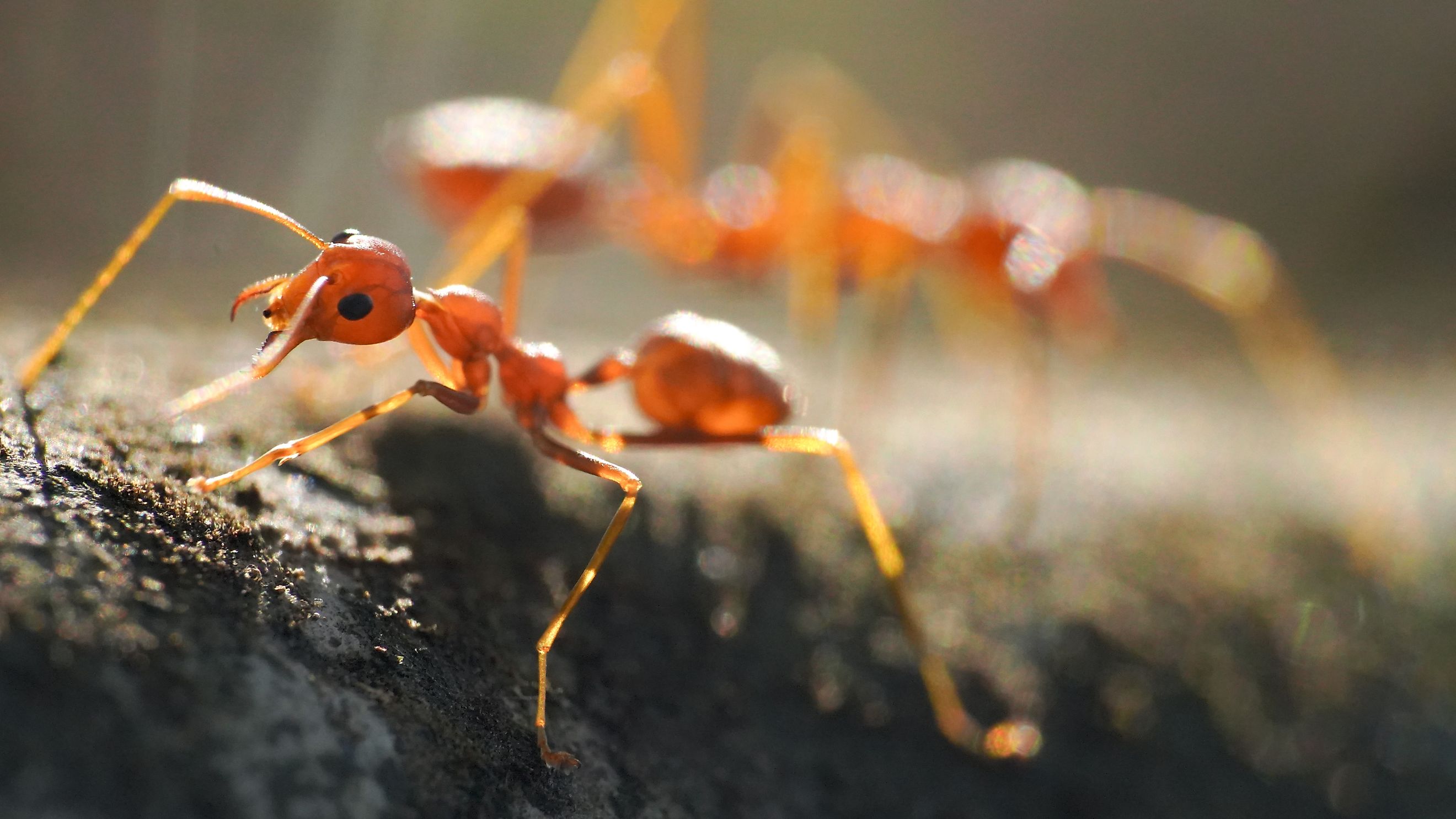 Red ants, often referred to as fire ants, are a group of several species known for their reddish appearance and painful stings.